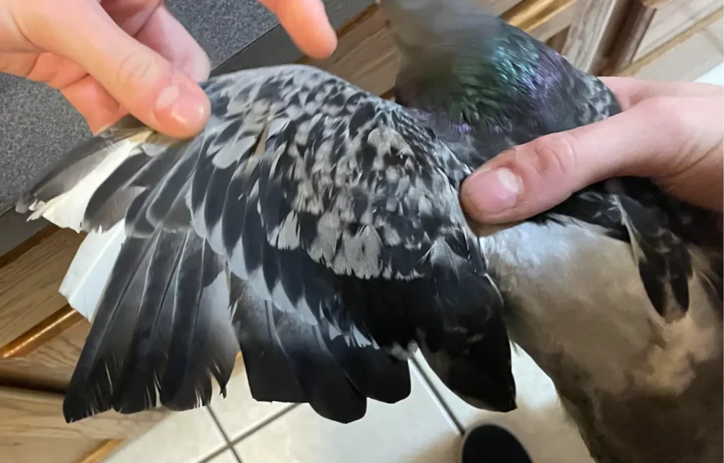 How to Clip Pigeons Wings - Trimming Tail Feathers Along with Wing Feathers