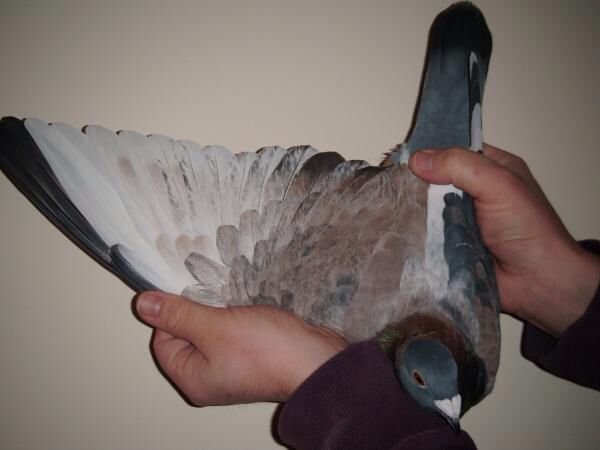 Is It Good To Clip A Pigeon's Wings