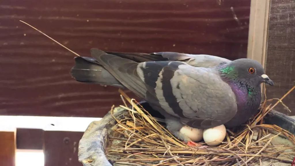Reasons Why Pigeons Abandon Their Eggs - Temperature Extremes