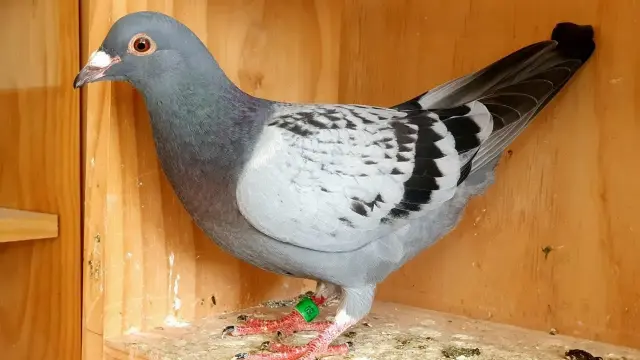 What are the Treatment Options for Pigeons’ Vomiting - Nutritious Diet
