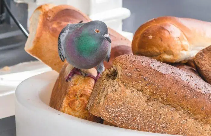 Will Bread Make Pigeons Sick