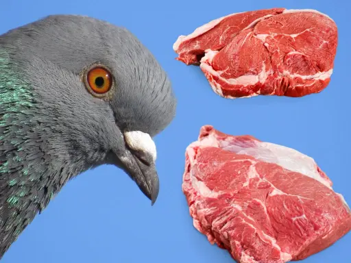 Do Pigeons Like Meat