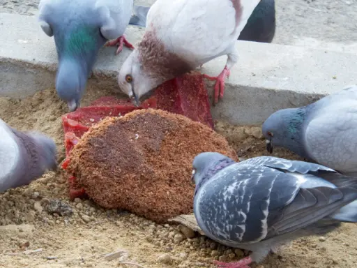 Health Benefits and Risks for Pigeons Eating Meats