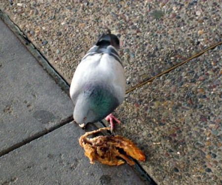 How Much Meat Should You Feed Pigeons