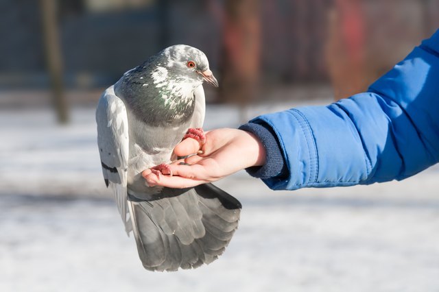 How To Tame A Pigeon - Allowing Freedom - Joy and Observation