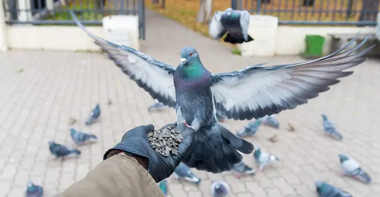How To Tame A Pigeon - Essential Care for Pet Pigeons - Companionship and Ethical Considerations